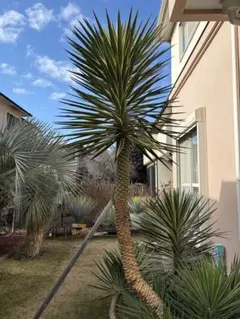 2026年最新】センジュランの人気アイテム - メルカリ