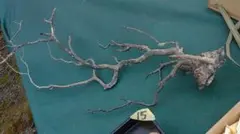 2026年最新】海松 原木の人気アイテム - メルカリ