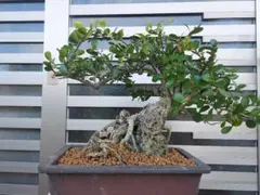 2026年最新】ハリツルマサキの人気アイテム - メルカリ