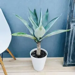 2026年最新】アガベ アテナータ ボーチンブルーの人気アイテム - メルカリ