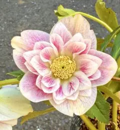 2026年最新】プリマベーラ クリスマスローズの人気アイテム - メルカリ