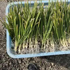 2026年最新】ターザン 苗の人気アイテム - メルカリ