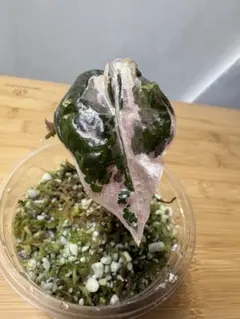 MH1アロカシア マハラニ ゴールド 黄斑入り - メルカリ