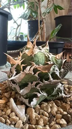 2026年最新】アガベクラウンの人気アイテム - メルカリ