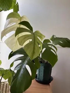 2026年最新】セブブルーミントの人気アイテム - メルカリ