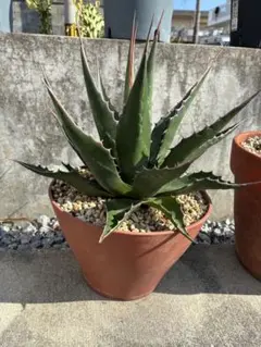 2026年最新】アガべ モンタナの人気アイテム - メルカリ