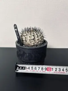 2026年最新】黒王丸 現地球の人気アイテム - メルカリ