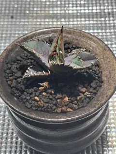 2026年最新】チタノタ悪魔くんの人気アイテム - メルカリ