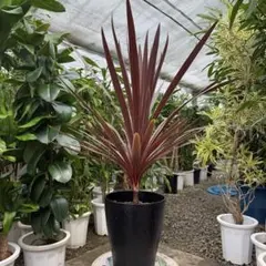 2026年最新】コルジリネの人気アイテム - メルカリ