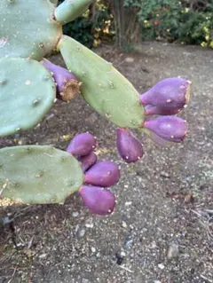 2026年最新】団扇サボテンの人気アイテム - メルカリ