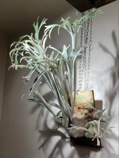 2026年最新】veitchii wildの人気アイテム - メルカリ