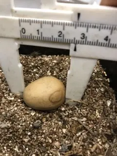 2026年最新】エンセファラルトスの人気アイテム - メルカリ