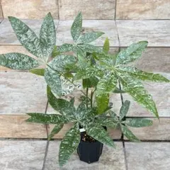 2026年最新】パキラ 斑入り 実生の人気アイテム - メルカリ