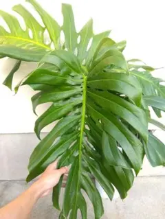 2026年最新】モンステラ デリシオーサ マクロコズムの人気アイテム