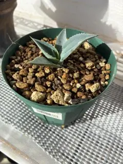 2026年最新】ドラゴンアガベの人気アイテム - メルカリ