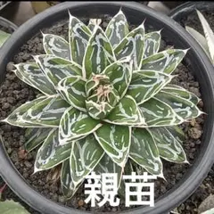 2026年最新】笹の雪 黄覆輪の人気アイテム - メルカリ