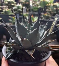 2026年最新】アガベ ハイブリッド ネバデンシス×bbの人気アイテム