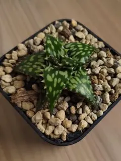 2026年最新】アロエハイブリッドの人気アイテム - メルカリ