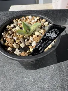 2026年最新】アガベジャックポットの人気アイテム - メルカリ