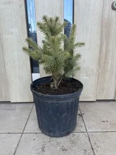 2026年最新】プンゲンス スーパーブルーの人気アイテム - メルカリ