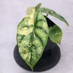アロカシア マハラニ アルボバリエガータ 極斑 - メルカリ