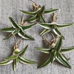 2026年最新】アガベ 笹の雪 氷山の人気アイテム - メルカリ