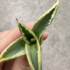 2026年最新】アガベ リップルエフェクトの人気アイテム - メルカリ