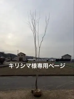 2026年最新】アオダモ 山採りの人気アイテム - メルカリ