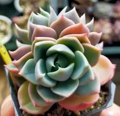 2026年最新】ミックスベリアの人気アイテム - メルカリ