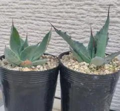 2026年最新】アガベ パリー 姫吉祥天の人気アイテム - メルカリ