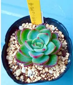 2026年最新】中里リンゼアナ 札の人気アイテム - メルカリ