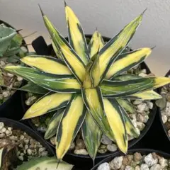 2026年最新】サンキング アガベの人気アイテム - メルカリ