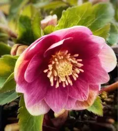 2026年最新】大木ナーサリー クリスマスローズの人気アイテム - メルカリ