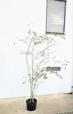 2026年最新】コハウチワカエデ 山採りの人気アイテム - メルカリ