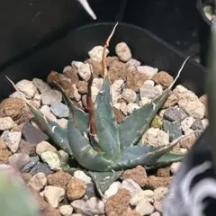 2026年最新】エボリスピナ陽炎の人気アイテム - メルカリ