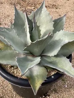 2026年最新】オバティフォリアの人気アイテム - メルカリ