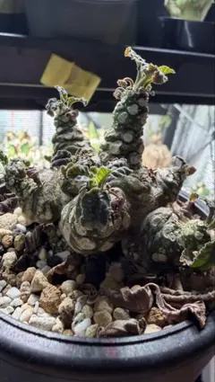 2026年最新】ドルステニア ラブラニーの人気アイテム - メルカリ