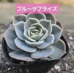 2026年最新】ブルーサプライズ 多肉の人気アイテム - メルカリ