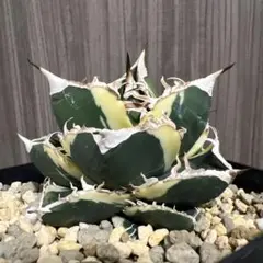 2026年最新】アガベ sad 錦の人気アイテム - メルカリ