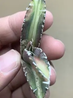 2026年最新】白豪刺の人気アイテム - メルカリ