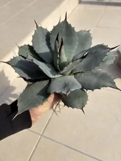 2026年最新】アガベ パリー 姫吉祥天の人気アイテム - メルカリ