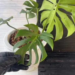 2026年最新】モンステラ マクロコズムの人気アイテム - メルカリ