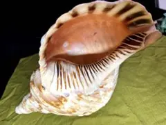 2026年最新】ほら貝 貝殻の人気アイテム - メルカリ