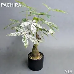 2026年最新】パキラミルキーウェイの人気アイテム - メルカリ