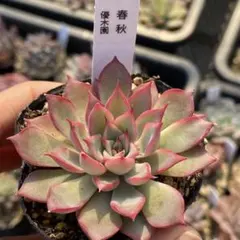 2026年最新】優木園の人気アイテム - メルカリ