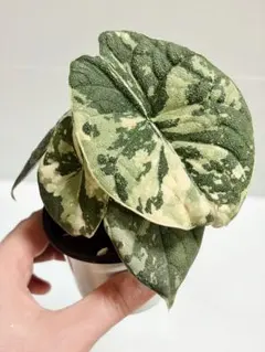 MH1アロカシア マハラニ ゴールド 黄斑入り - メルカリ