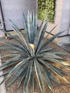 2026年最新】アガベ オアハカセンシスの人気アイテム - メルカリ