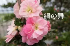 2026年最新】皐月盆栽の人気アイテム - メルカリ