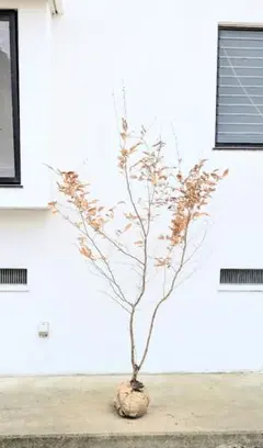 2026年最新】山採り ヤマコウバシの人気アイテム - メルカリ