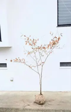 2026年最新】山採り ヤマコウバシの人気アイテム - メルカリ